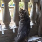 balkon-kedi
